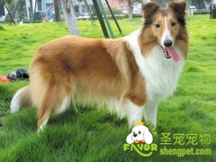 训练苏格兰牧羊犬握手的方法