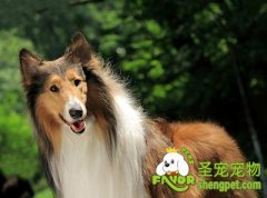 训练苏牧胆量的方法