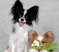 让蝴蝶犬安静下来的方法