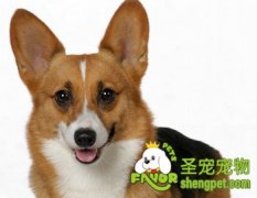 DIY家长自制狗狗洗澡液