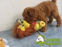 狗狗患了鼻炎引发的原因和治疗方法