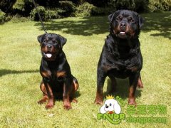 让罗威纳安静下来的方法