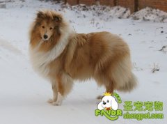 苏格兰牧羊犬啃骨头注意事项