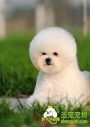 狗狗缺乏维生素的治疗方法