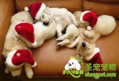 幼犬的管理方法