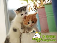 常见的猫咪泪痕的处理方法