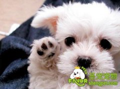 使用刮刷给硬毛犬进行美容