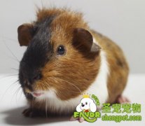 仓鼠寄养的方式及要点