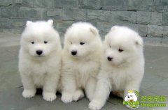 饲养幼犬时应当注意狗狗的保暖