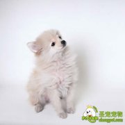 怎样在狗狗繁育中提高狗狗素质