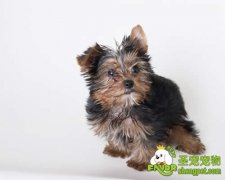 在什么条件下狗狗才能近亲繁殖