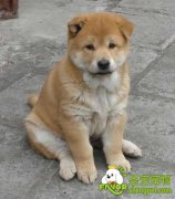 狗狗出血性腹泻的治疗方法