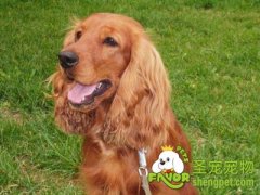 训练可卡犬取物的方法