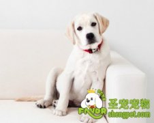 狗狗吞异物怎么办