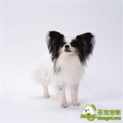 犬传染性气管支气管炎的防治方法