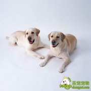 怎样确定狗狗的最佳配种期