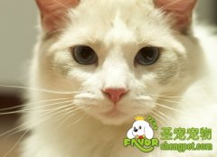 猫咪肢体语言之尾巴篇