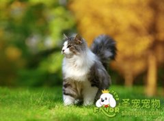 猫咪肢体语言之动作篇