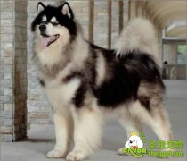 狗狗的发情周期身体都有哪些征兆