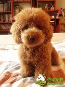 网友揭秘“星期狗”对此的看法