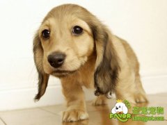 刚买的幼犬容易生病的原因