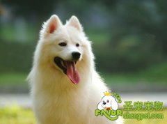 狗狗玩具的五类材料