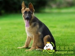 怎样快速教会德牧握手的方法