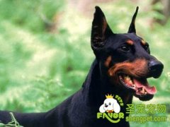 杜宾犬护卫训练方法