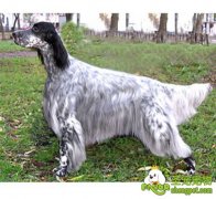 雪达犬的养护方法有哪些