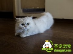 怎么调教犯错后的猫咪