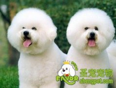 狗狗训练失败之误解意图