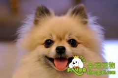 狗狗训练失败之标准不一