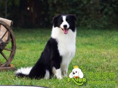 不能让边牧长期吃鸡肝