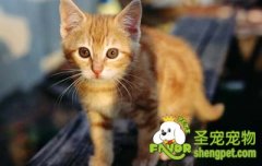 学会这四招与猫亲密接触