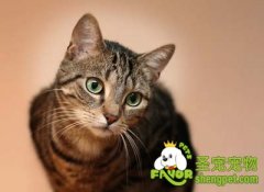 让宠物猫猫不认生的方法