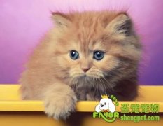 怎样训练让猫站起来接食物的方法