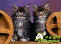 怎样改变猫咪的坏脾气