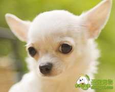 狗狗佝偻病的病因和诊断方法