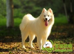 训练狗狗的几个基本动作