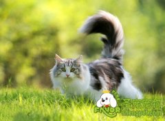 让猫咪毛色亮丽的方法