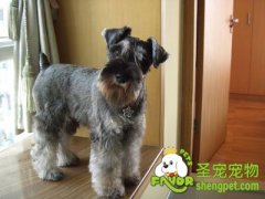 带狗狗旅行的注意事项