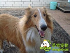 挑选苏格兰牧羊犬需注意哪些方面