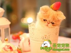 猫咪的致命食物之糖类