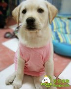 犬黄疸病的诊断和治疗方法