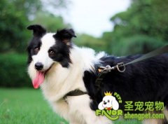 边境牧羊犬驯养之壮年期