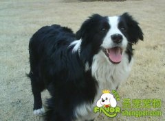 边境牧羊犬驯养之老年期