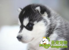 轻松给狗狗喂药的工具