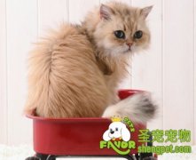 猫咪的平衡性好的原因分析