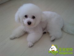 狗狗急性肾小球肾炎疾病的诊断治疗方法