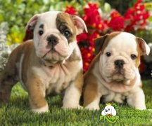 狗狗甲状腺机能亢进的诊断和治疗方法